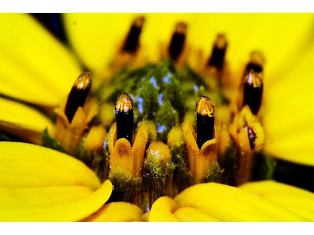 Helianthus divaricatus (Woodland sunflower) #62377