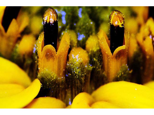 Helianthus divaricatus (Woodland sunflower) #62378