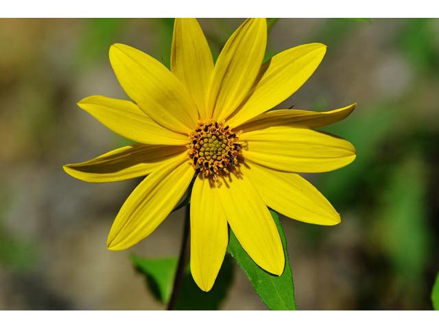 Helianthus divaricatus (Woodland sunflower) #62392