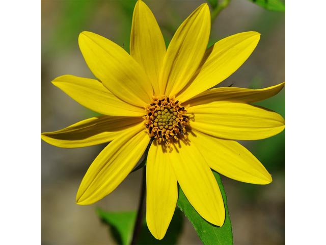 Helianthus divaricatus (Woodland sunflower) #62393