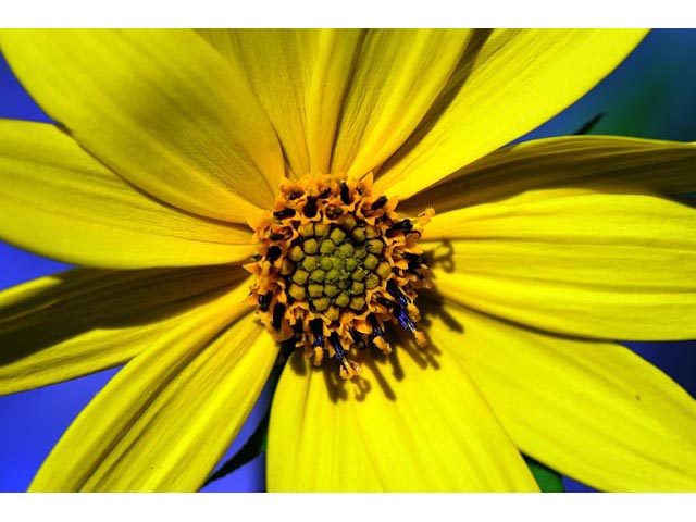 Helianthus divaricatus (Woodland sunflower) #62394