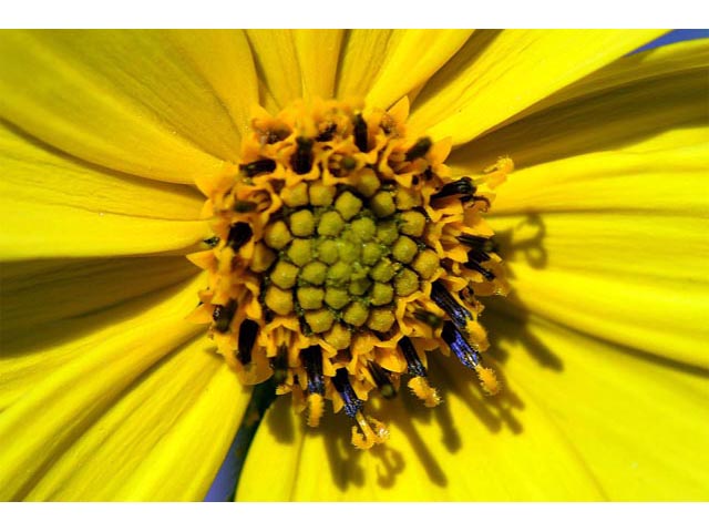 Helianthus divaricatus (Woodland sunflower) #62395
