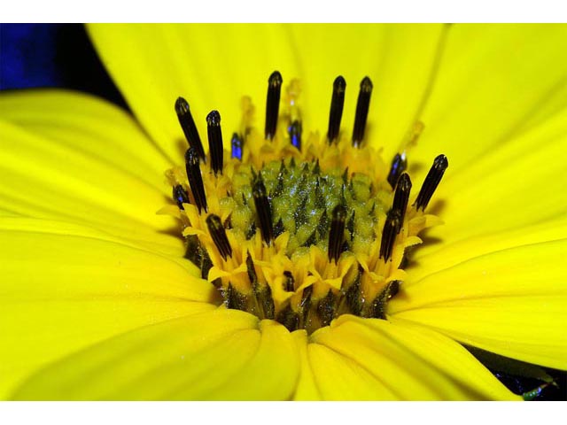 Helianthus divaricatus (Woodland sunflower) #62397