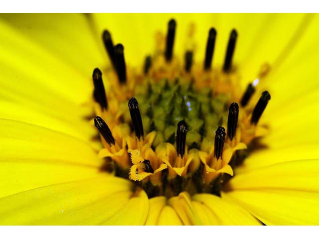 Helianthus divaricatus (Woodland sunflower) #62398