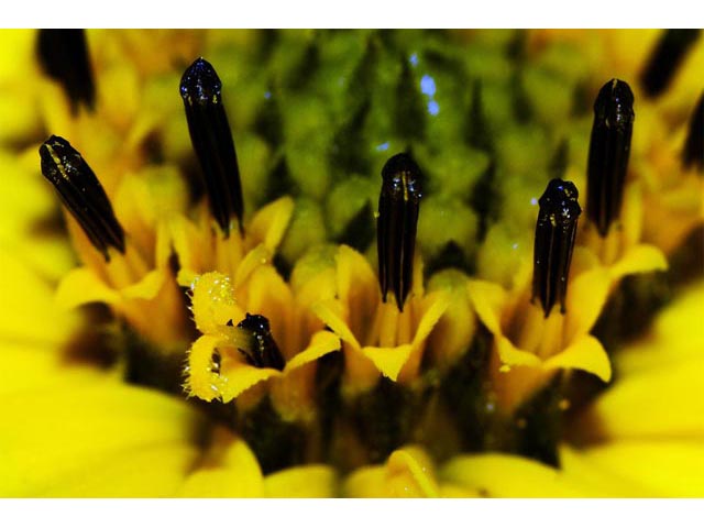 Helianthus divaricatus (Woodland sunflower) #62399