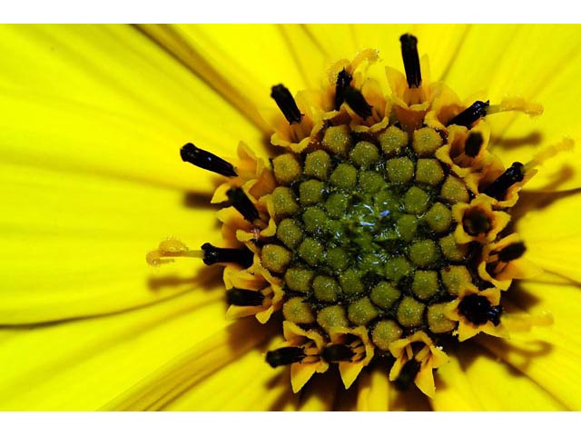Helianthus divaricatus (Woodland sunflower) #62400