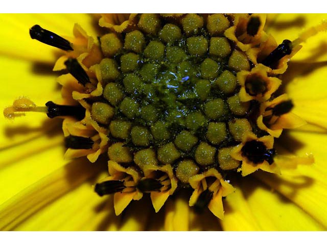 Helianthus divaricatus (Woodland sunflower) #62401