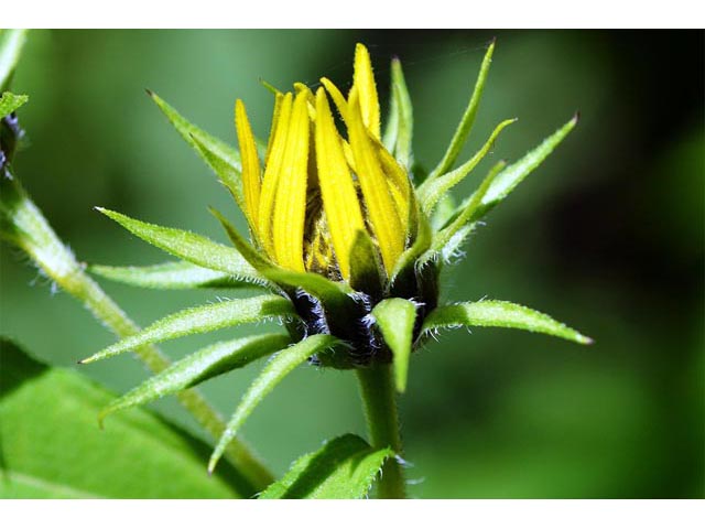Helianthus divaricatus (Woodland sunflower) #62402