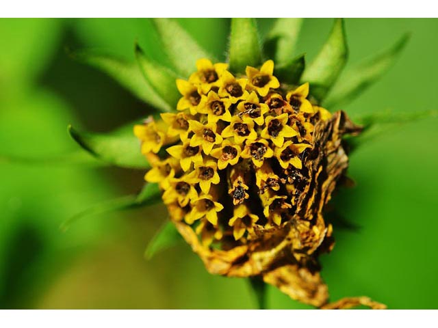 Helianthus divaricatus (Woodland sunflower) #62403