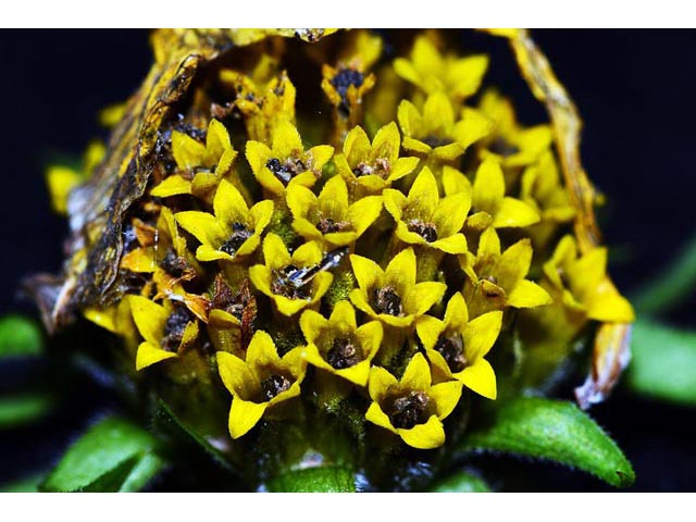 Helianthus divaricatus (Woodland sunflower) #62404