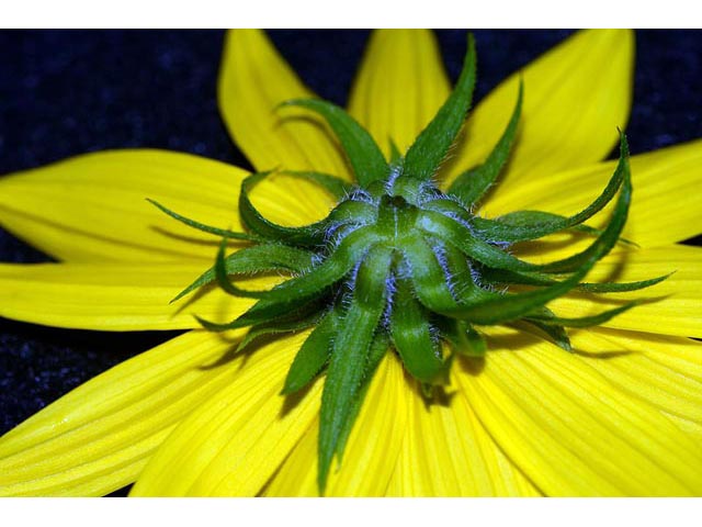 Helianthus divaricatus (Woodland sunflower) #62406