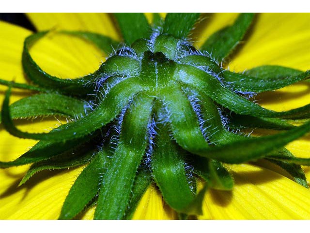 Helianthus divaricatus (Woodland sunflower) #62407