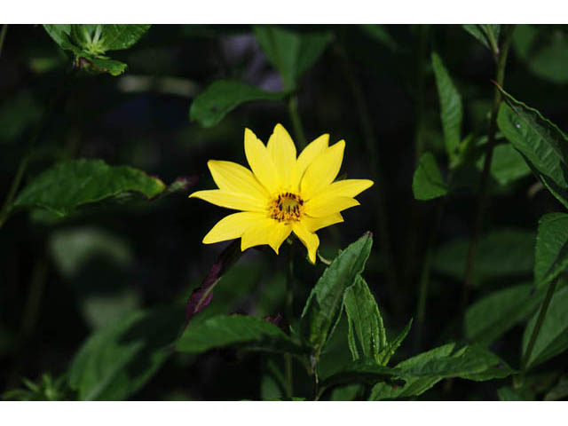 Heliopsis helianthoides (Smooth oxeye) #62408