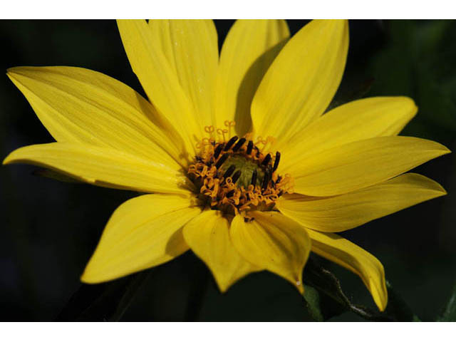 Heliopsis helianthoides (Smooth oxeye) #62410