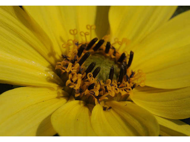 Heliopsis helianthoides (Smooth oxeye) #62411