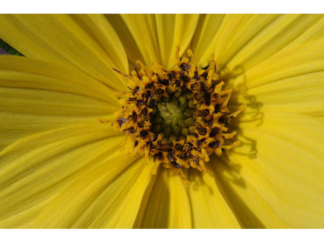 Heliopsis helianthoides (Smooth oxeye) #62412
