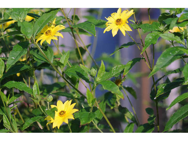 Heliopsis helianthoides (Smooth oxeye) #62415