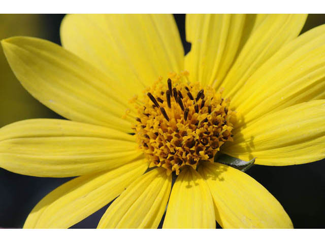 Heliopsis helianthoides (Smooth oxeye) #62422