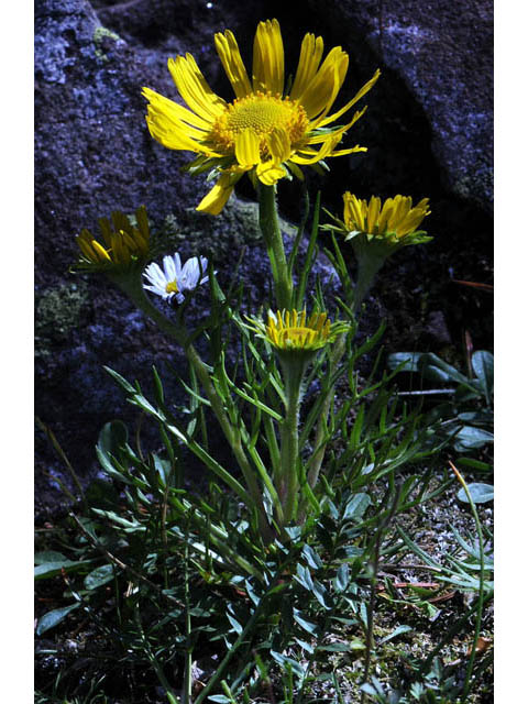 Tetraneuris grandiflora (Graylocks four-nerve daisy) #62498