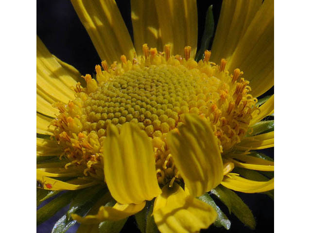 Tetraneuris grandiflora (Graylocks four-nerve daisy) #62501