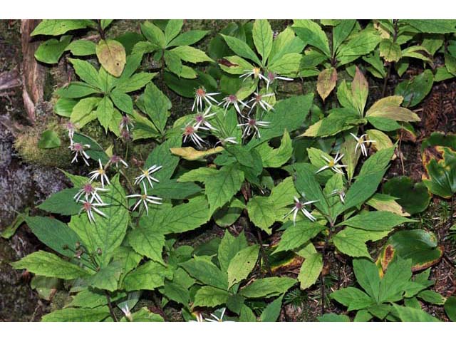 Oclemena acuminata (Whorled wood aster) #62575