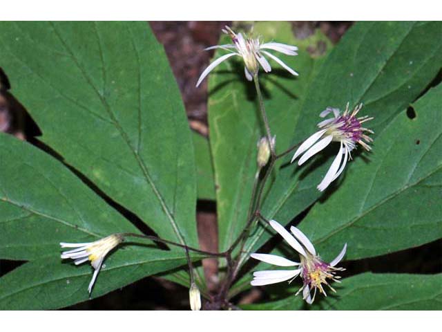 Oclemena acuminata (Whorled wood aster) #62579