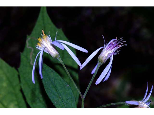 Oclemena acuminata (Whorled wood aster) #62583
