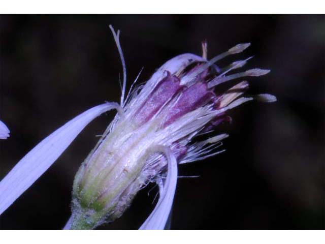 Oclemena acuminata (Whorled wood aster) #62586