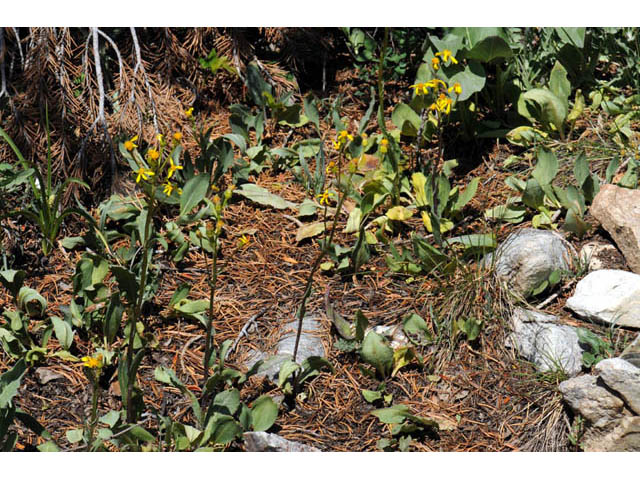 Packera streptanthifolia (Rocky mountain groundsel) #62592