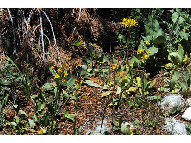 Packera streptanthifolia (Rocky mountain groundsel) #62593
