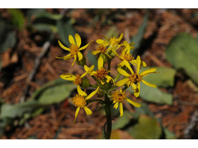 Packera streptanthifolia (Rocky mountain groundsel) #62594