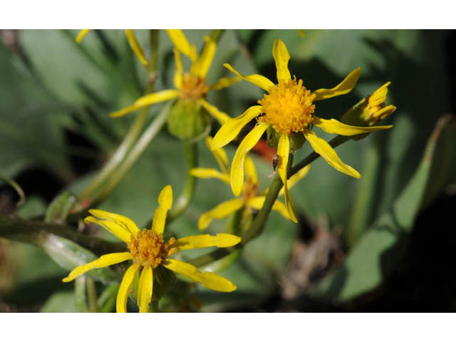 Packera streptanthifolia (Rocky mountain groundsel) #62596