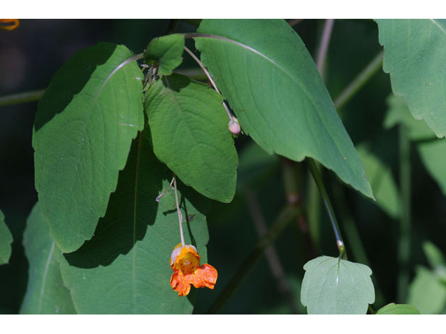 Impatiens capensis (Jewelweed) #62704