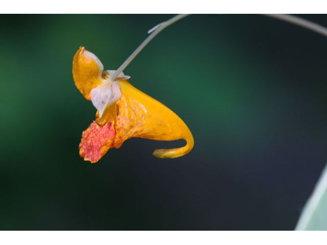 Impatiens capensis (Jewelweed) #62705