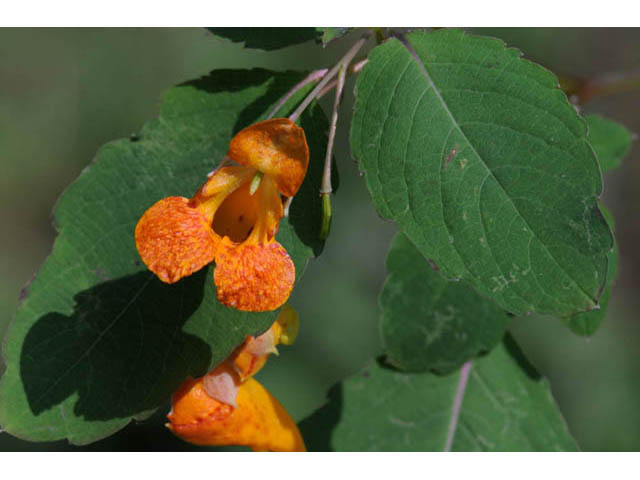 Impatiens capensis (Jewelweed) #62709