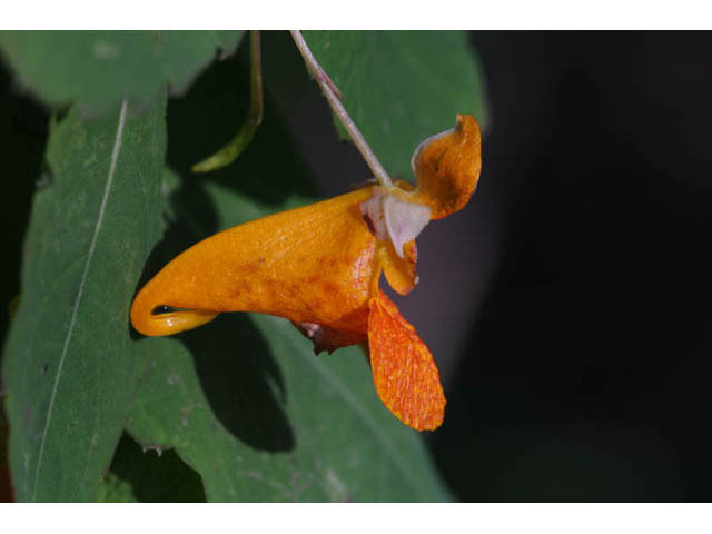 Impatiens capensis (Jewelweed) #62710