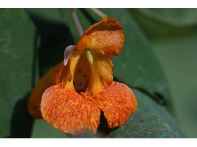 Impatiens capensis (Jewelweed) #62711