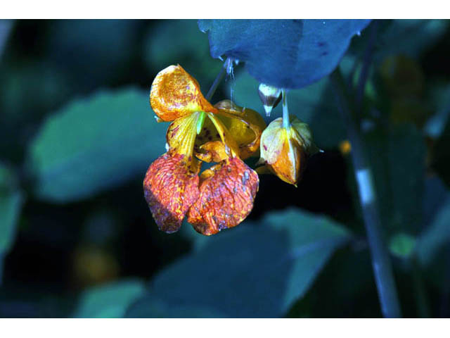 Impatiens capensis (Jewelweed) #62713