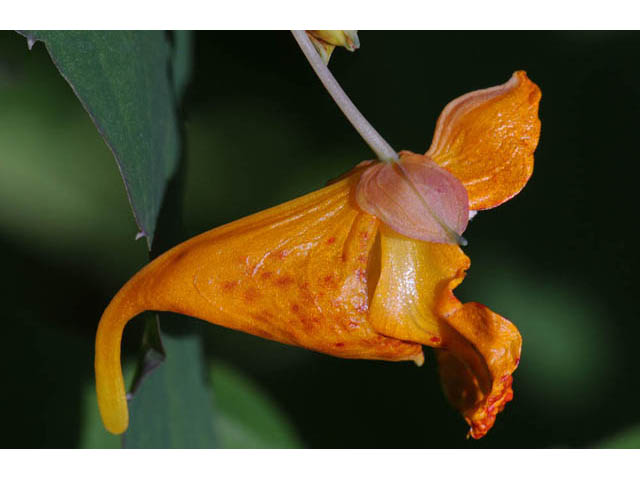 Impatiens capensis (Jewelweed) #62722