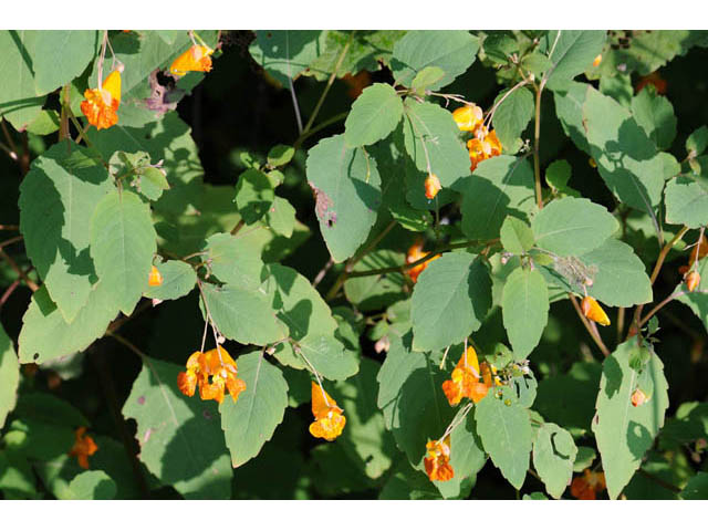 Impatiens capensis (Jewelweed) #62723