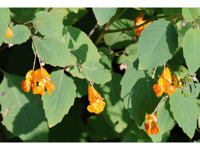 Impatiens capensis (Jewelweed) #62724