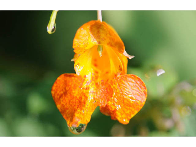 Impatiens capensis (Jewelweed) #62726