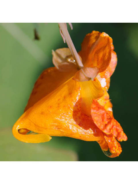 Impatiens capensis (Jewelweed) #62727