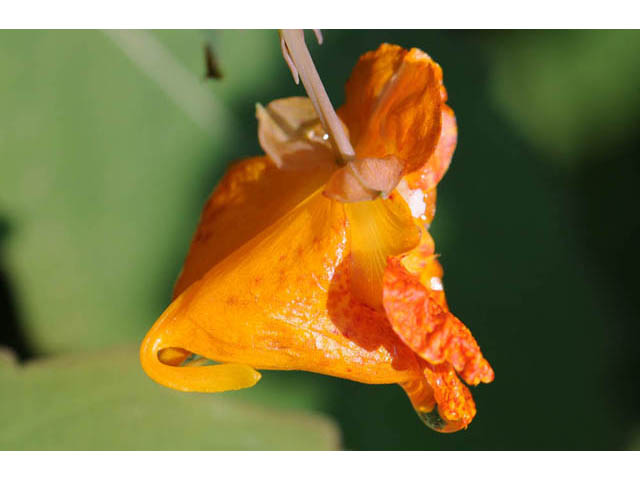 Impatiens capensis (Jewelweed) #62728