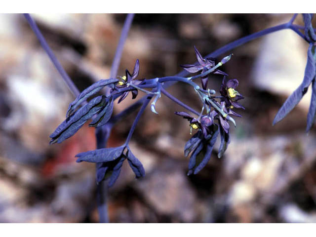 Caulophyllum thalictroides (Blue cohosh) #62831