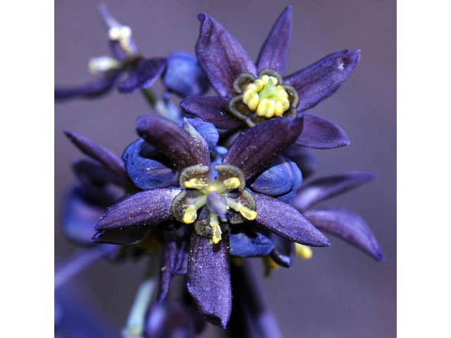 Caulophyllum thalictroides (Blue cohosh) #62832