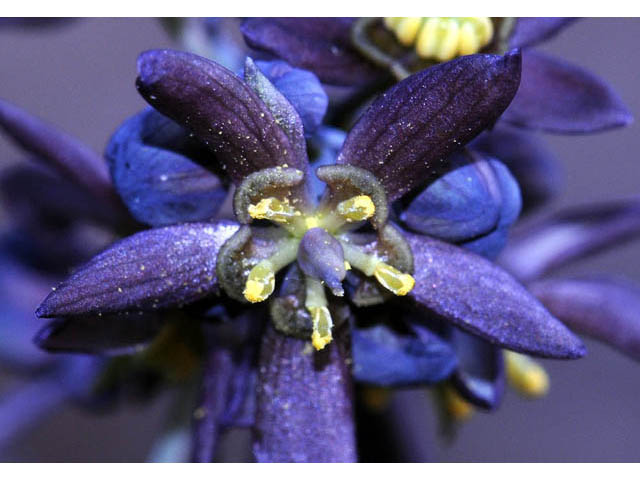 Caulophyllum thalictroides (Blue cohosh) #62833