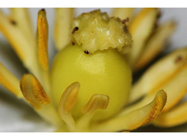 Podophyllum peltatum (Mayapple) #62850