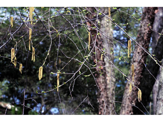 Betula nigra (River birch) #62853