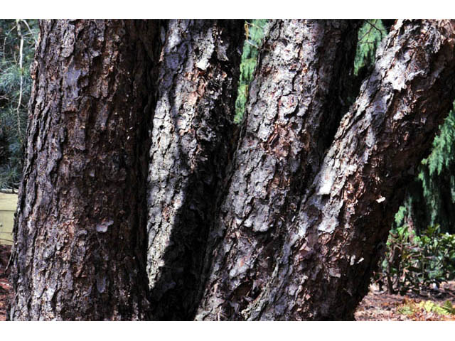 Betula nigra (River birch) #62859